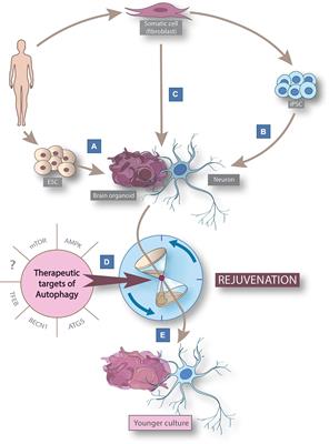 Fountain of youth—Targeting autophagy in aging